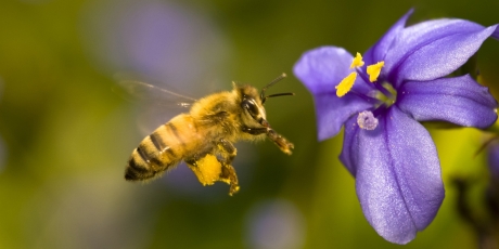 Bevor die Bienen verschwinden
